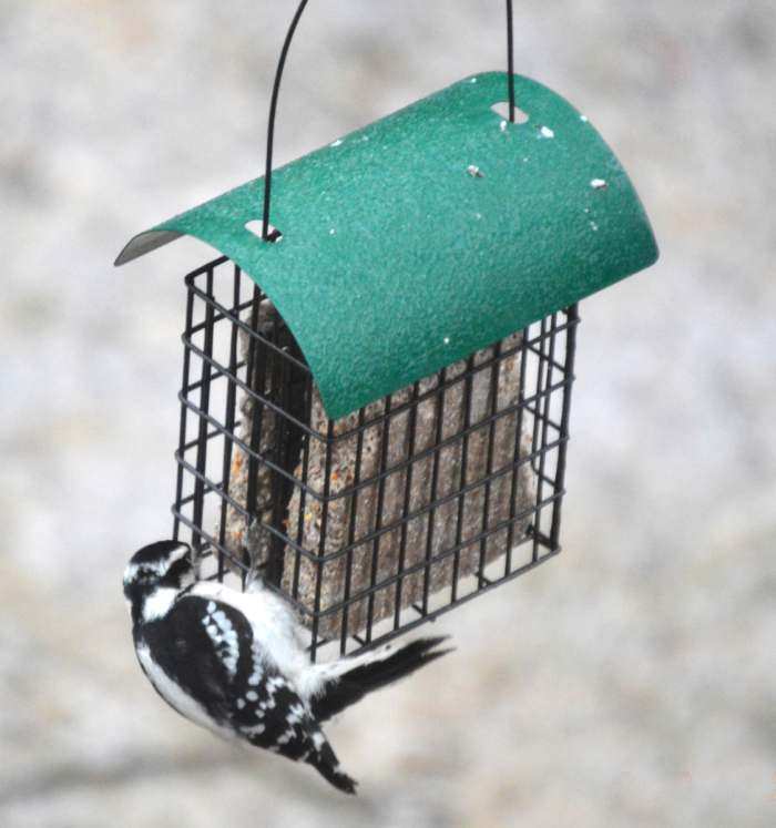 Deluxe Double Suet Cage w/Green Metal Roof 2/Pack